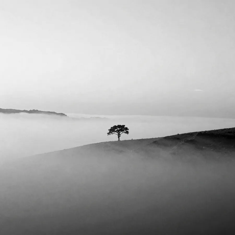Arbre isolé dans la brume, généré